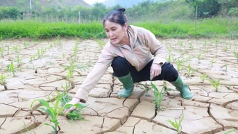 Au Lau 'ស្រេកទឹក' សម្រាប់ដំណាំរដូវរងា