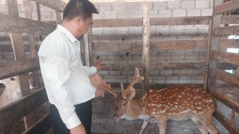 Nuôi hươu thảo dược, hướng đi mới cho nông nghiệp xanh