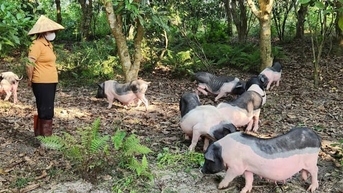 Đột phá mô hình hợp tác xã nông nghiệp công nghệ cao