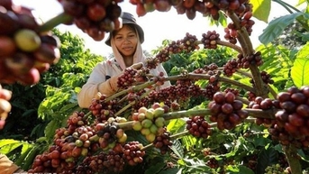 Hôm nay (17/11): Giá cà phê và hồ tiêu giảm