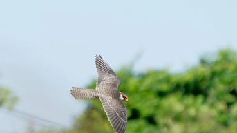 Chim cắt Amur ghé thăm Hà Nội trong hành trình di cư vĩ đại