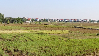 Bắc Ninh thực hiện chuyển đổi cơ cấu cây trồng, vật nuôi trên đất trồng lúa với tổng diện tích hơn 930 ha