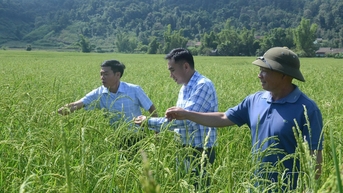 Bảo tồn, phục tráng giống cây trồng bản địa