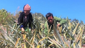 Đa dạng hóa sinh kế, hướng tới giảm nghèo bền vững