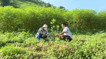 Trao sinh kế để giảm nghèo bền vững