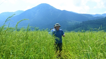 Nếp tan Mường Phăng: Từ giống lúa truyền thống đến đặc sản địa phương