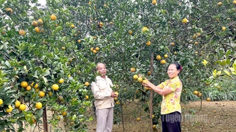 ទិន្នផល​ក្រូច​លឿង​នៅ​ឃុំ Dong Yen ត្រូវ​បាន​គេ​ប៉ាន់​ប្រមាណ​ថា​នឹង​កើន​ដល់ ៦ ៩០០ តោន​នៅ​ឆ្នាំ ២០២៥។