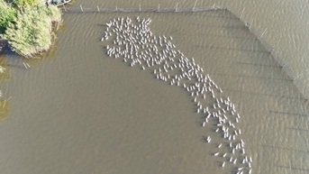 ការចិញ្ចឹមទាសមុទ្រសម្រាប់ពង កសិករ Hai Lang មានសេចក្តីសុខ