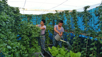 ទាហានរបស់ពូហូបានសាបព្រួសគ្រាប់ពូជពណ៌បៃតងនៅលើដីខ្សាច់ស