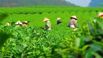 Xuất khẩu chè 10 tháng giảm cả về lượng và giá trị