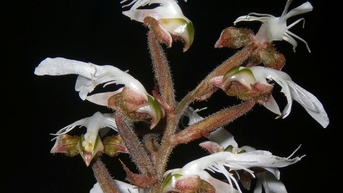 Hoa lan quý hiếm đã nở trên rừng đặc dụng Pù Luông