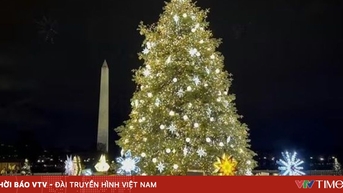 Thuế quan khiến giá cây thông Noel tại Mỹ đắt đỏ hơn