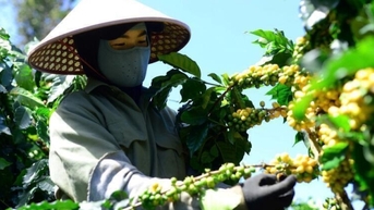 Giá cà phê hôm nay 18/11/2025: Giảm nhẹ ở Lâm Đồng