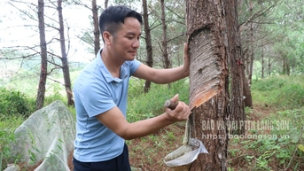 Thái Bình vững bước đi lên