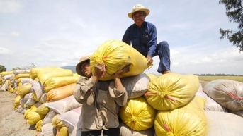 Giá lúa gạo hôm nay 18/11/2025: Thị trường ít sôi động