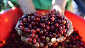 Giá nông sản ngày 18/11/2025: Hồ tiêu tăng, cà phê tiếp tục giảm