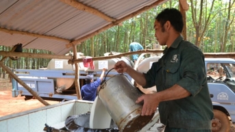 Giá cao su hôm nay 18/11/2025: Thế giới nhích nhẹ