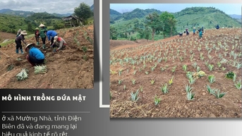 Đánh thức tiềm năng đồi rừng – Kinh tế vùng cao khởi sắc