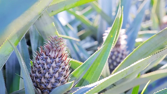 Đất cằn mùa quả ngọt