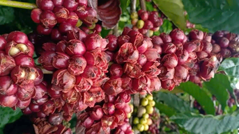 អ្នក​ដាំ​កាហ្វេ​មើល​ផ្លែឈើ​ធ្លាក់​ក្រហម​ពី​ឫស​ក្រោម​ភ្លៀង​ធ្លាក់​យ៉ាង​យូរ។