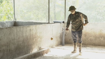 សូម​ប្រយ័ត្ន​ដើម្បី​ស្តារ​ហ្វូង​ជ្រូក​ដោយសារ​ជំងឺ​រាតត្បាត។