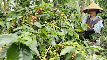 តម្លៃកាហ្វេ 25 - 27 ពាន់ដុង / គីឡូក្រាម ខ្ពស់បំផុតមិនធ្លាប់មាន