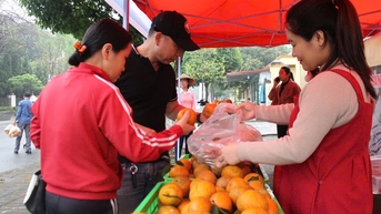 Hỗ trợ tiêu thụ cam vàng Hà Giang