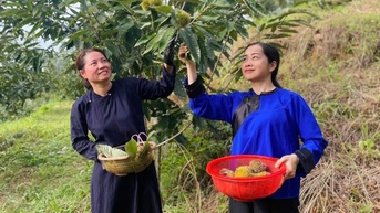 រដូវ​ដើម​ទ្រូង​នៅ Lang Son ទាក់ទាញ​ភ្ញៀវ​ទេសចរ​មក​ទទួល​បទពិសោធន៍​ទេសចរណ៍