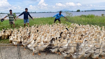 ទាកំពុងរត់នៅរដូវខ្យល់ខាងជើង