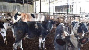 Gần 133,8 tỷ đồng phát triển chăn nuôi bò sữa tại các xã trọng điểm