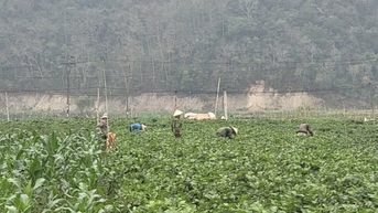 ការព្យាករណ៍អំពីសត្វល្អិត និងជំងឺដំបូង ការការពាររដូវមាសរបស់ Dien Bien