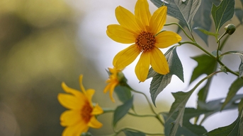 Dã quỳ trải vàng lối lên núi Ba Vì