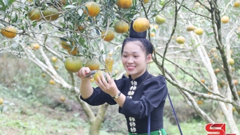 Sop Cop ក្នុងការប្រមូលផលក្រូច