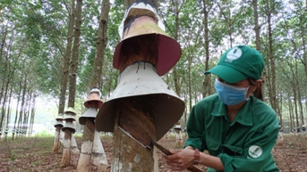 Giá cao su hôm nay 19/11/2025: Đồng loạt tăng nhẹ