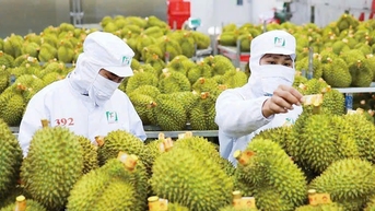 Giá sầu riêng Thái tăng vọt, chạm mốc 115.000 đồng/kg