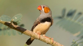 Tại sao chim hót vào lúc bình minh