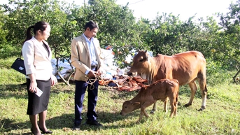 Hiệu quả từ dự án hỗ trợ bò sinh sản ở xã Hoàng Vân