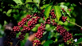 Nguồn cung thắt chặt, giá cà phê thế giới tiếp tục leo thang