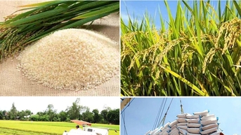 តម្លៃ​ស្រូវ​ថ្ងៃ​ទី ១៩ វិច្ឆិកា៖ អង្ករ​ដាយ​ធំ ៨ ធ្លាក់​ចុះ​បន្តិច