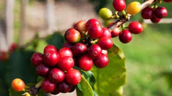 Giá cà phê hôm nay 19/11: Robusta lên sát mốc 4.600 USD