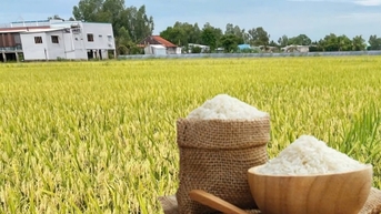 Giá lúa gạo hôm nay ngày 19/11: Thị trường trầm lắng