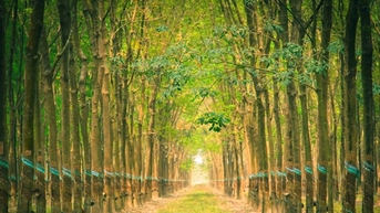 តម្លៃកៅស៊ូថ្ងៃនេះ ថ្ងៃទី 19 ខែវិច្ឆិកា៖ កើនឡើង 8 វគ្គជាប់ៗគ្នាក្នុងប្រទេសជប៉ុន