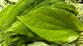 Cách dùng lá trầu không giảm axit uric