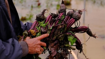 Mưa lũ gây thiệt hại nặng cho vựa rau lớn nhất Lâm Đồng