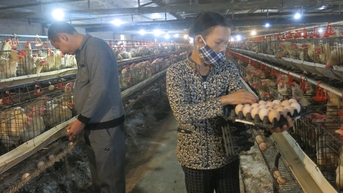 Độc đáo nuôi gà đẻ trứng bằng dược liệu ở Chấn Hưng