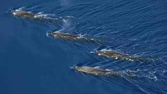 Kỳ quan mới: Phát hiện cá voi mõm dài răng rẻ quạt lần đầu trong tự nhiên