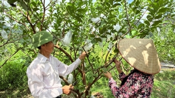 Canh tác hữu cơ - hướng đi an toàn, bền vững