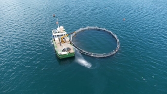 ទិសដៅសំខាន់ៗចំនួន ៤ សម្រាប់ការអភិវឌ្ឍន៍វារីវប្បកម្មសមុទ្រដល់ឆ្នាំ ២០៣០