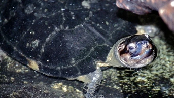 Khanh Hoa ទទួលបានអណ្តើកក្បាលខ្មៅដ៏កម្រ ដែលត្រូវបានប្រគល់ដោយប្រជាជនក្នុងតំបន់