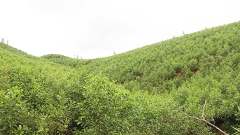 Bac Ninh៖ អភិវឌ្ឍន៍តម្លៃពហុគោលបំណងនៃប្រព័ន្ធអេកូឡូស៊ីព្រៃឈើនៅឆ្នាំ ២០៣០ ជាមួយនឹងចក្ខុវិស័យដល់ឆ្នាំ ២០៥០